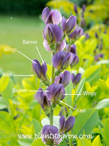 Baptisia Twilight Prairie Blues (Baptisia)
The flower (floret) has a keel, standard and a banner. The floral inflorescence is called a raceme.